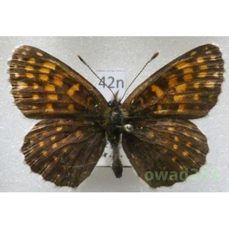 Melitaea diamina (Lang, 1789) Slovakia42n